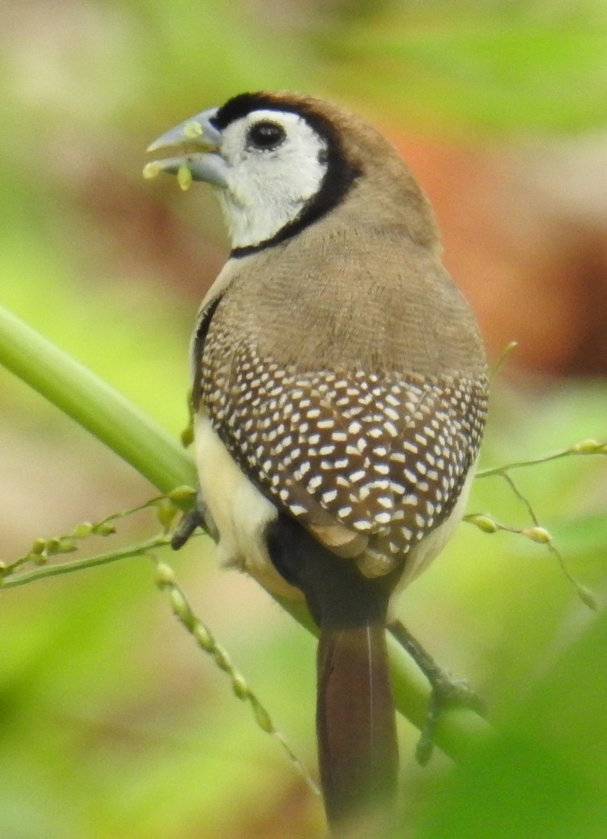 Double-barred Finch - Colin Trainor