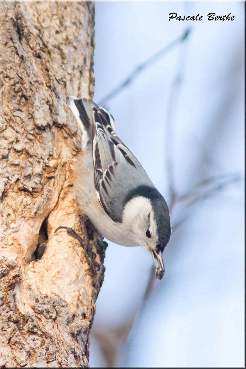 White-breasted Nuthatch - Pascale Berthe