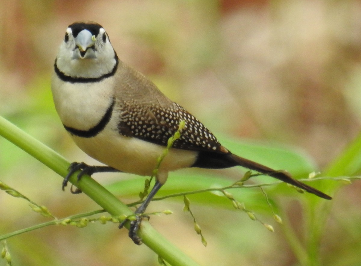 Double-barred Finch - Colin Trainor