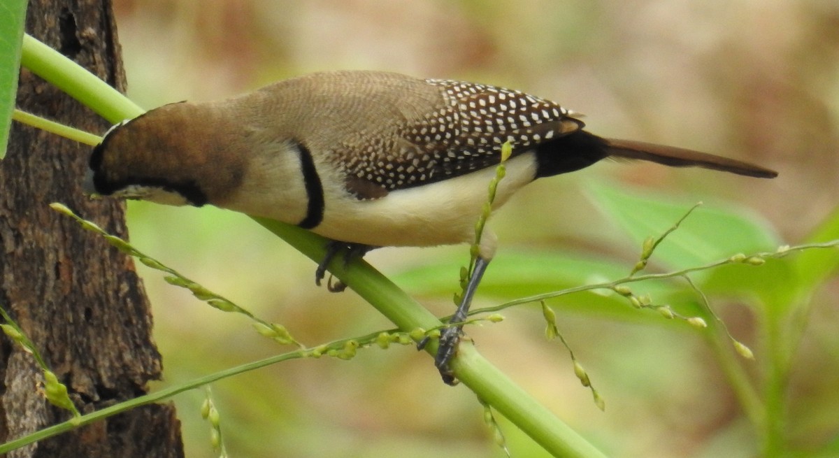 Double-barred Finch - ML84524941