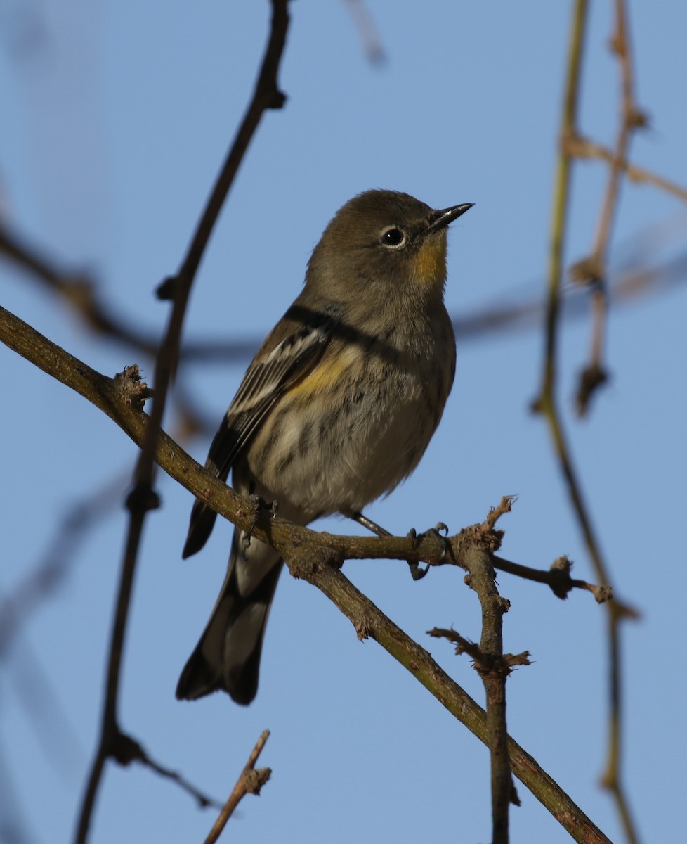 Yellow-rumped Warbler - ML84525211