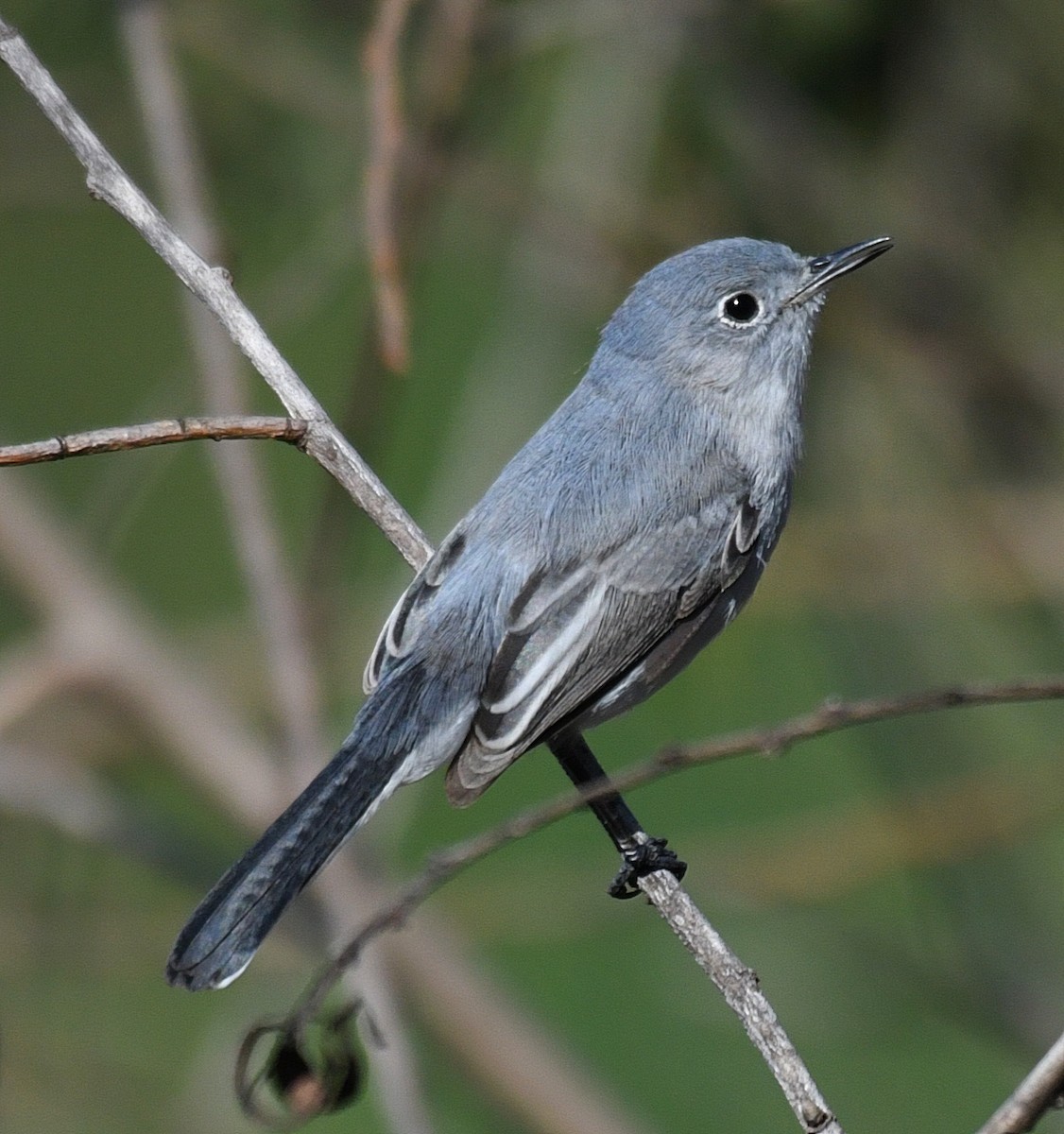 Gobemoucheron gris-bleu - ML84525271