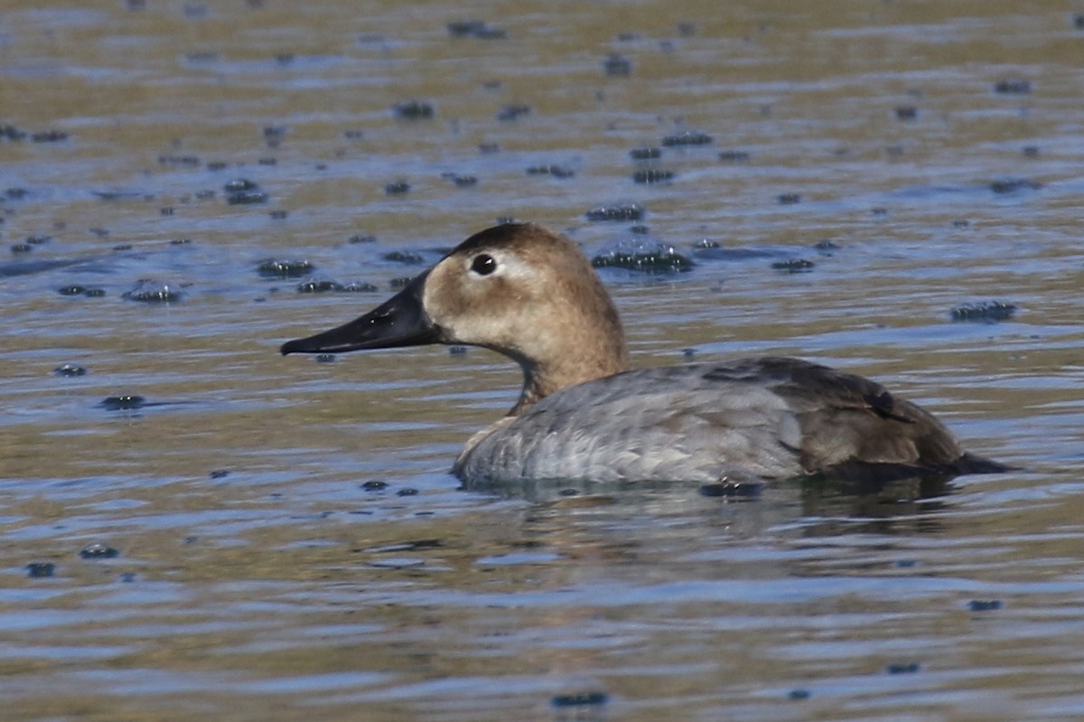 Canvasback - ML84525981