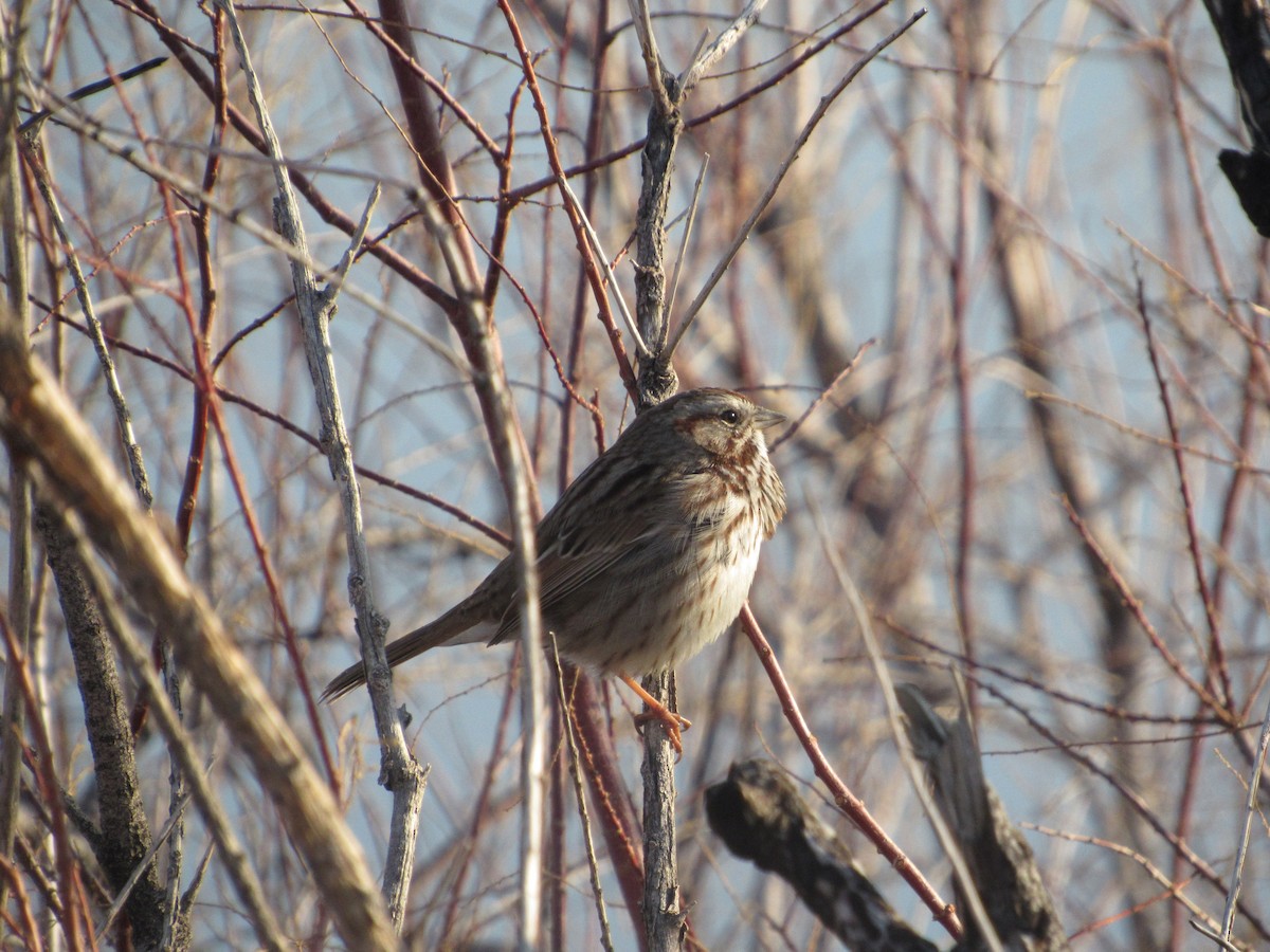 Song Sparrow - ML84526731