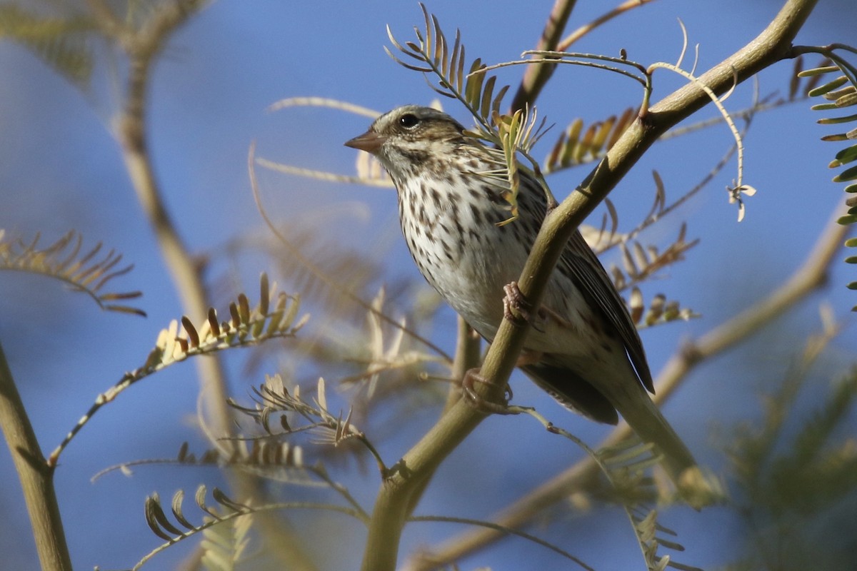 Savannah Sparrow - ML84527391