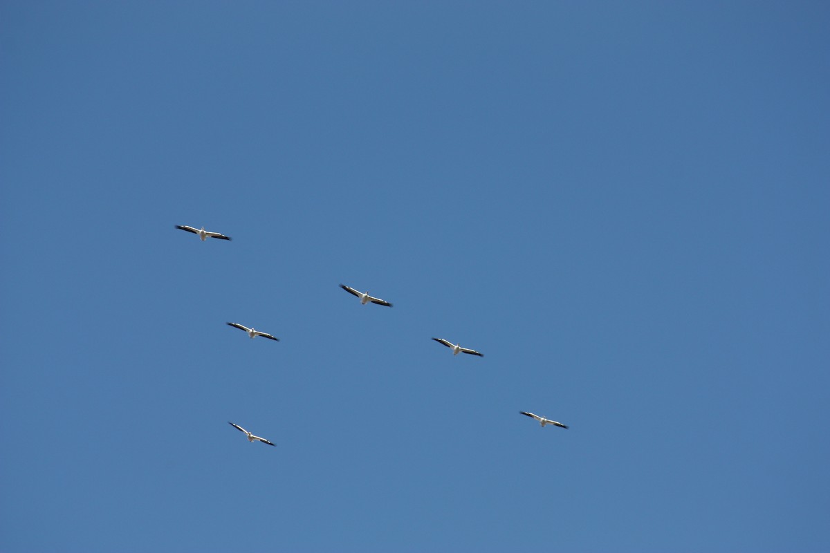 pelikán severoamerický - ML84527581
