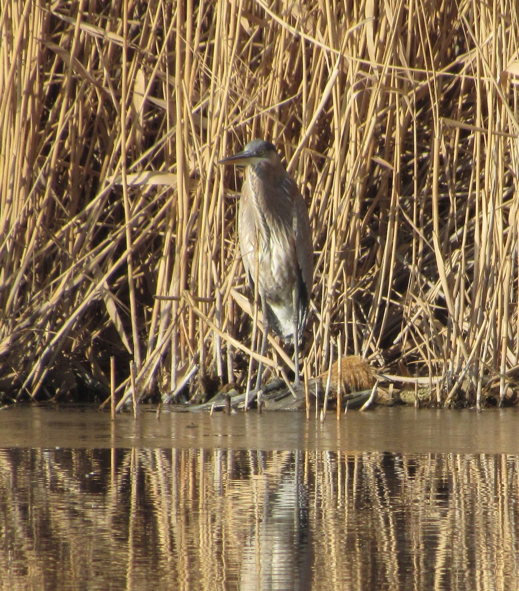 Great Blue Heron - ML84527841