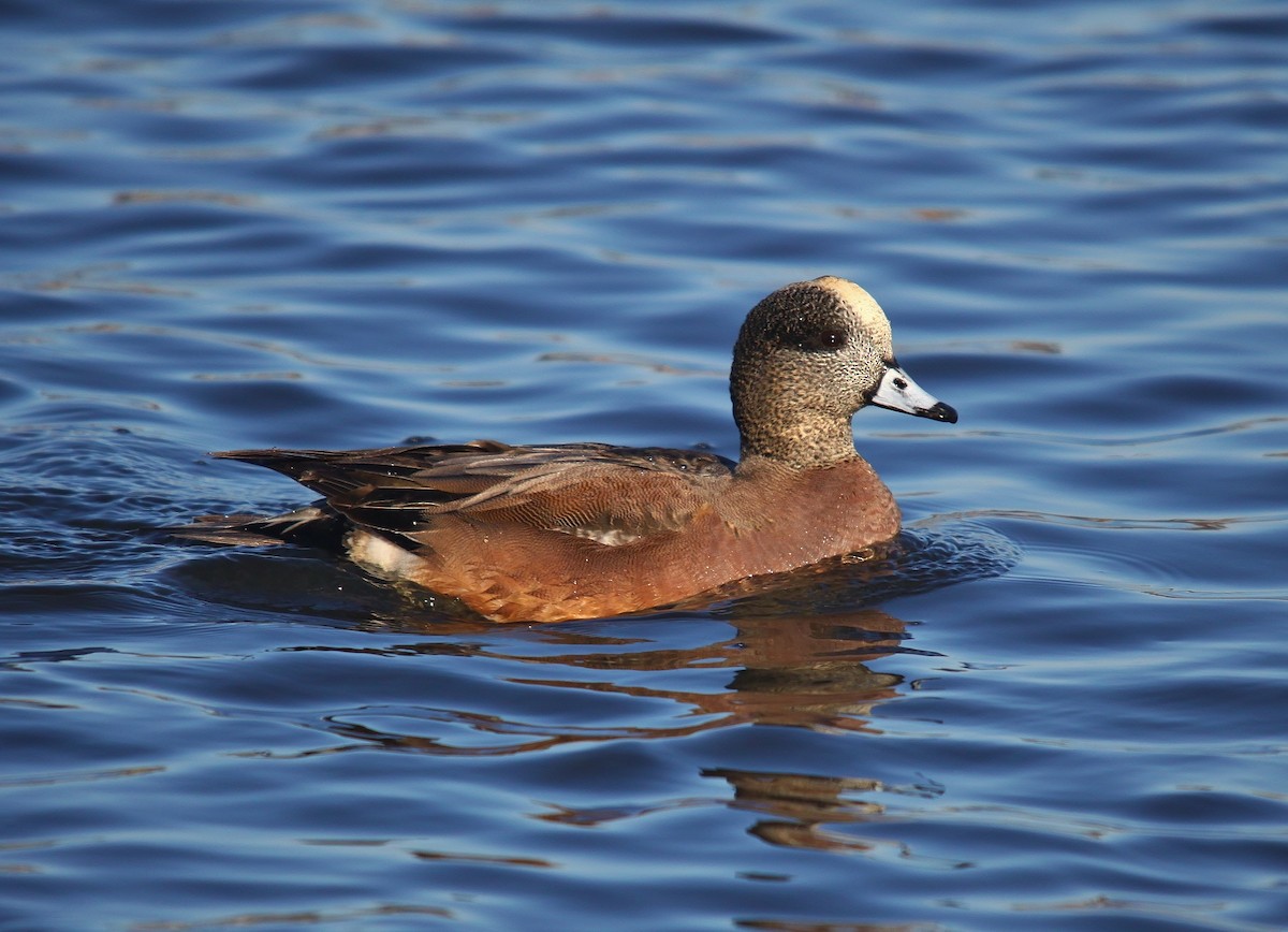 American Wigeon - Mark Gallagher