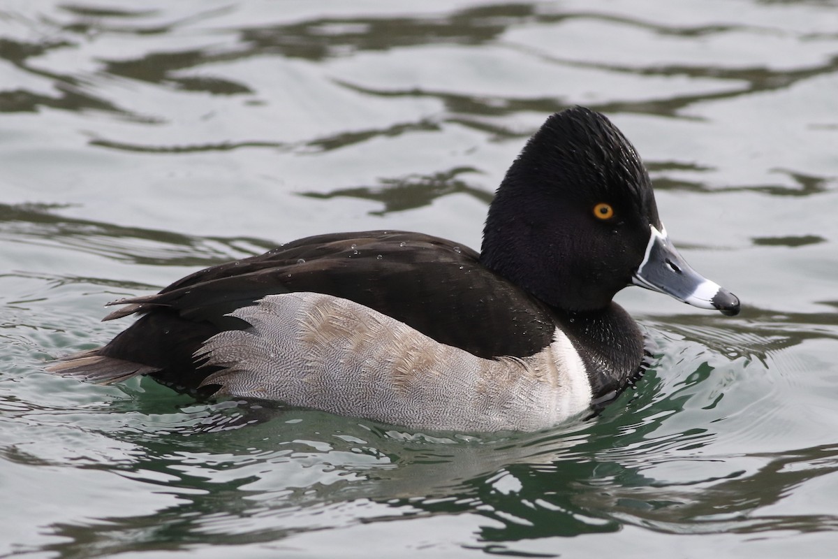 Ring-necked Duck - Howard Shapiro