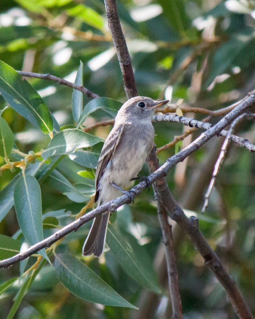 Gray Flycatcher - ML84529401