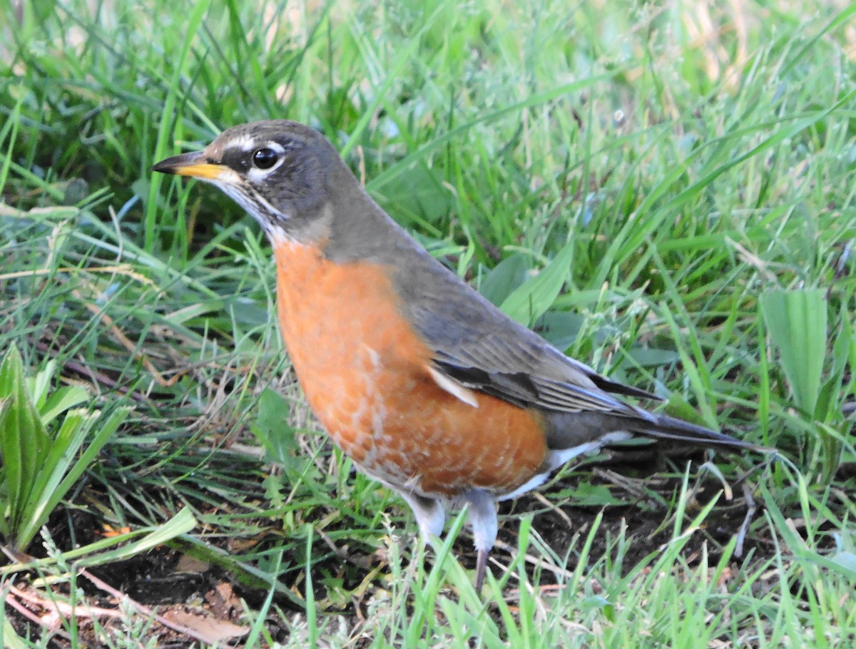 American Robin - ML84533341