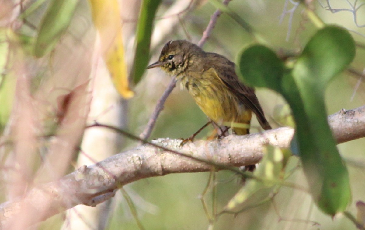 Palm Warbler (Yellow) - ML84535321