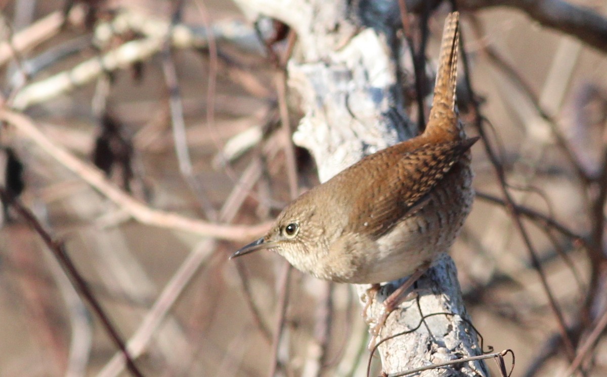 Northern House Wren - ML84535601