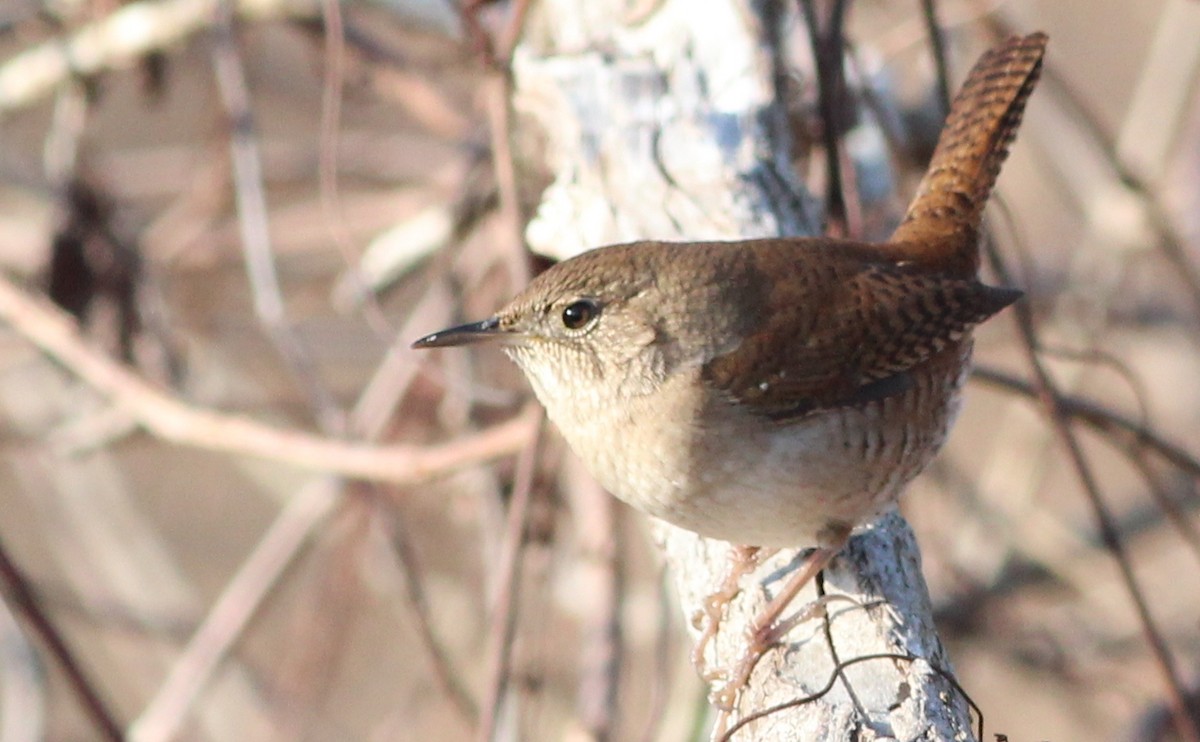 Northern House Wren - ML84535621