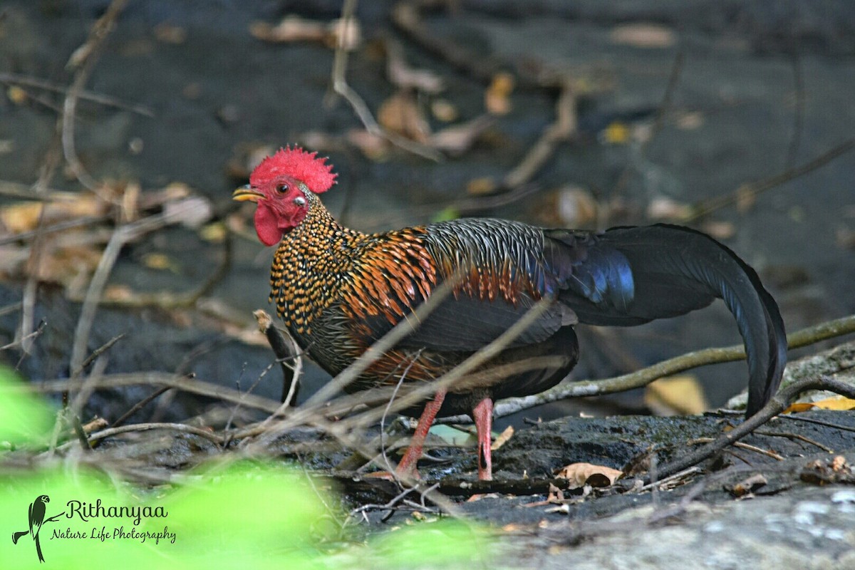 Gray Junglefowl - ML84536491