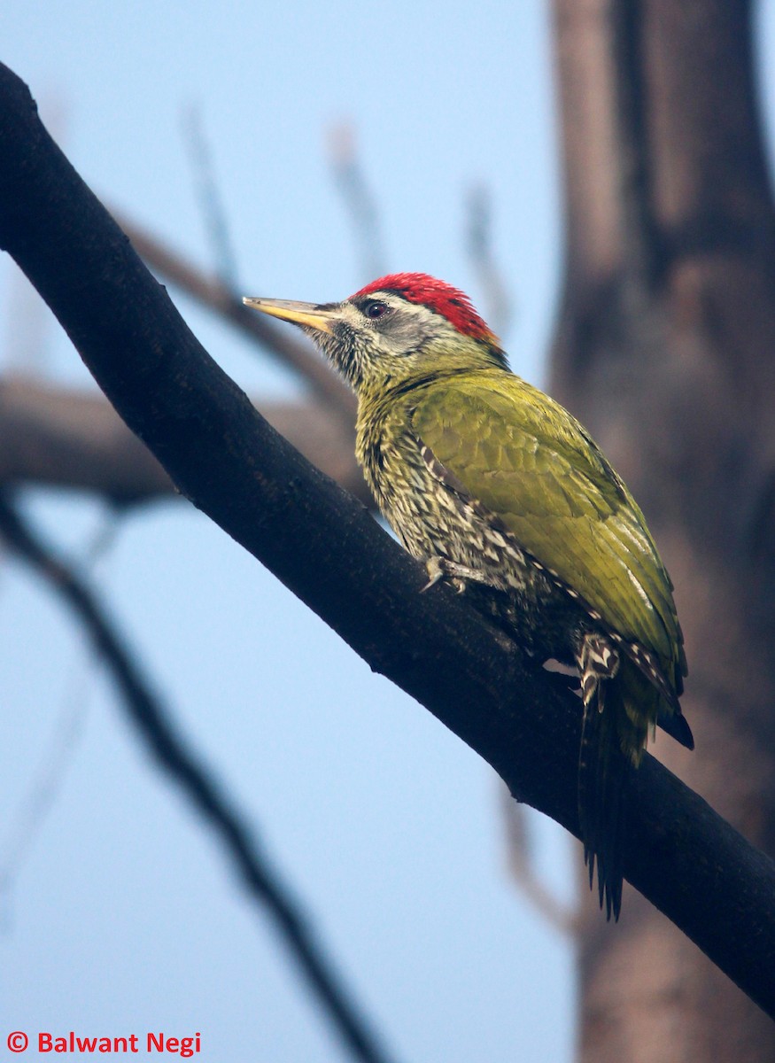 Streak-throated Woodpecker - Balwant Negi