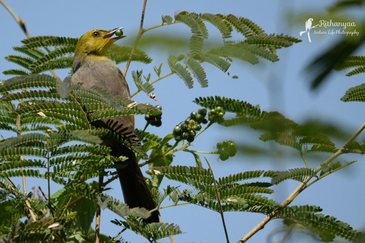 Yellow-throated Bulbul - ML84537711