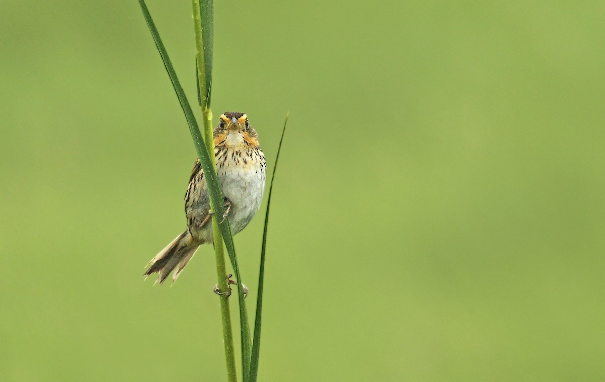 Saltmarsh Sparrow - Ryan Schain