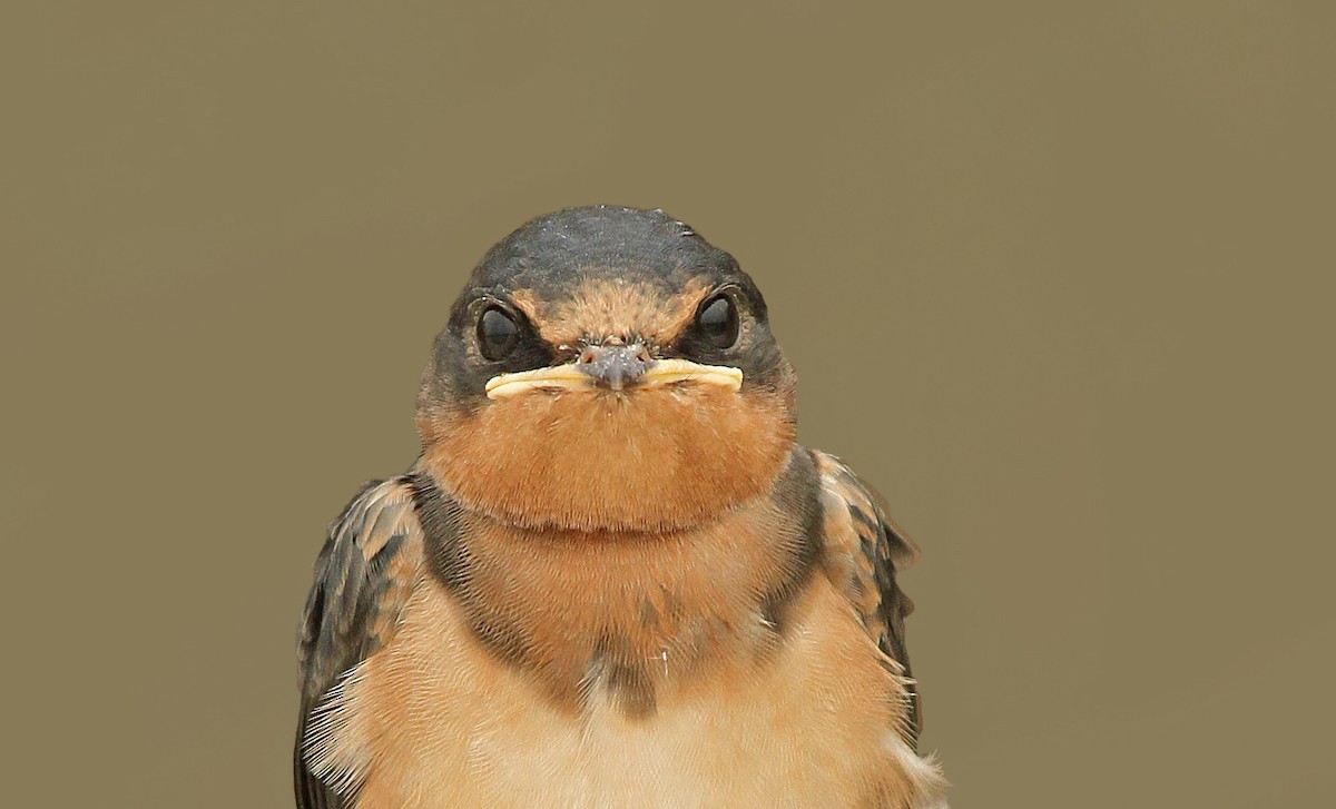 Barn Swallow - ML84541981