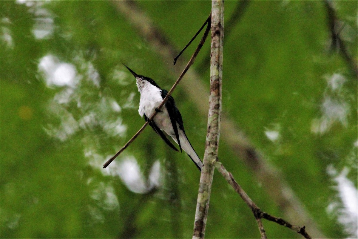 Purple-crowned Fairy - ML84542131