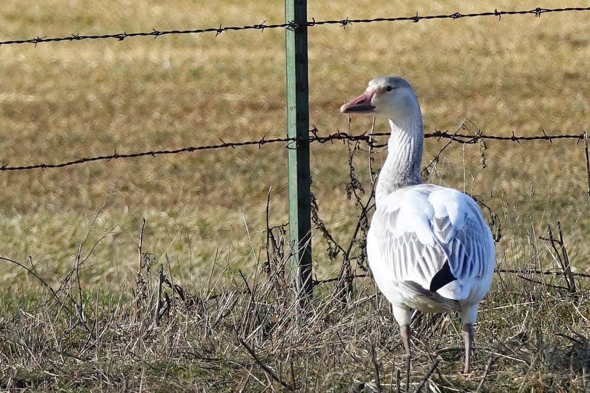 Snow Goose - ML84542441