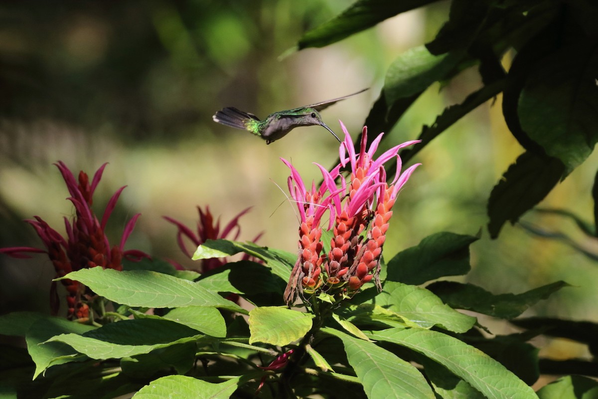 Scaly-breasted Hummingbird - ML84544751