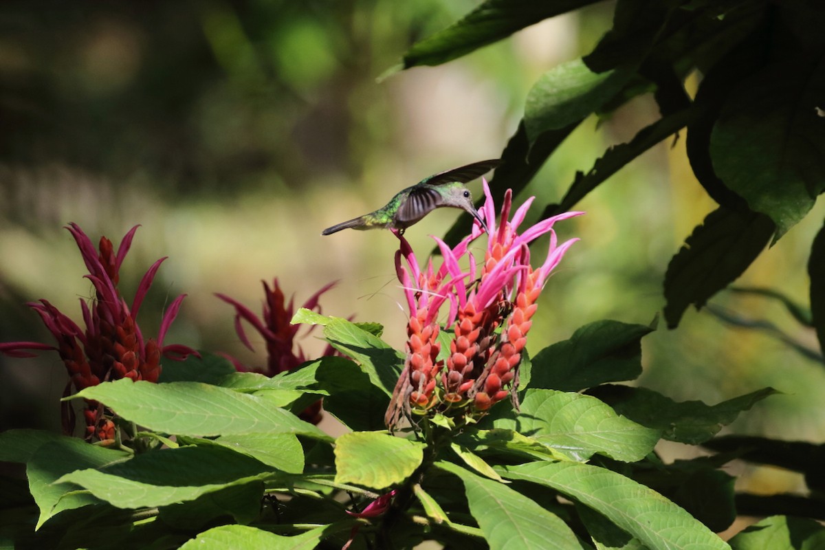 Scaly-breasted Hummingbird - Douglas Faulder