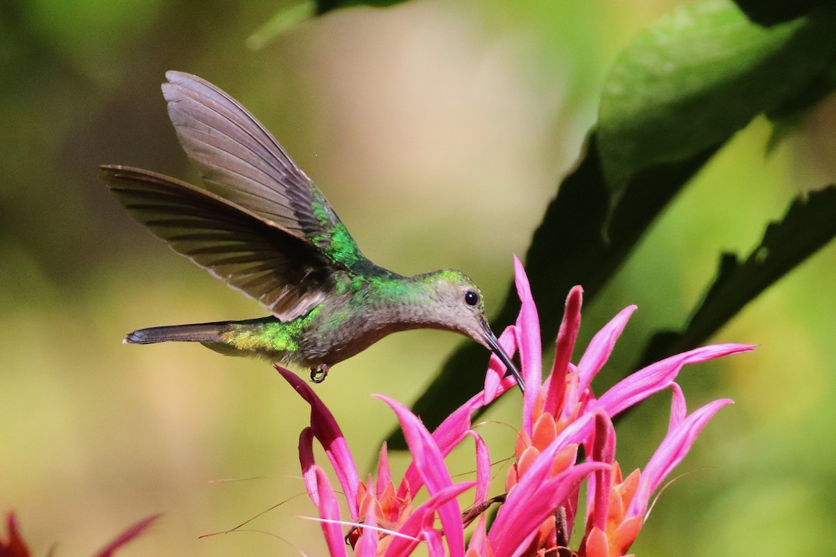 Scaly-breasted Hummingbird - ML84544801