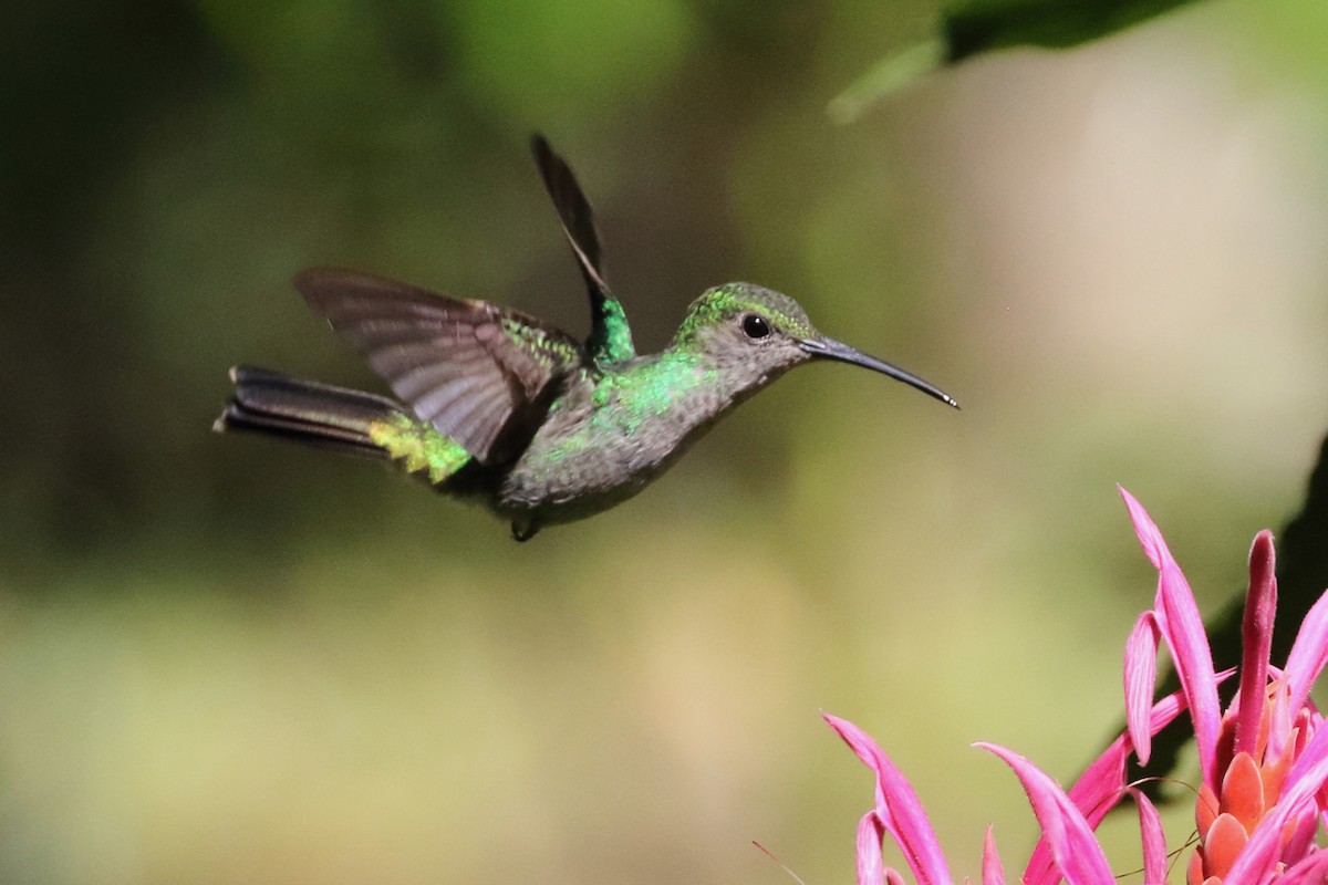 Colibrí de Cuvier - ML84544811