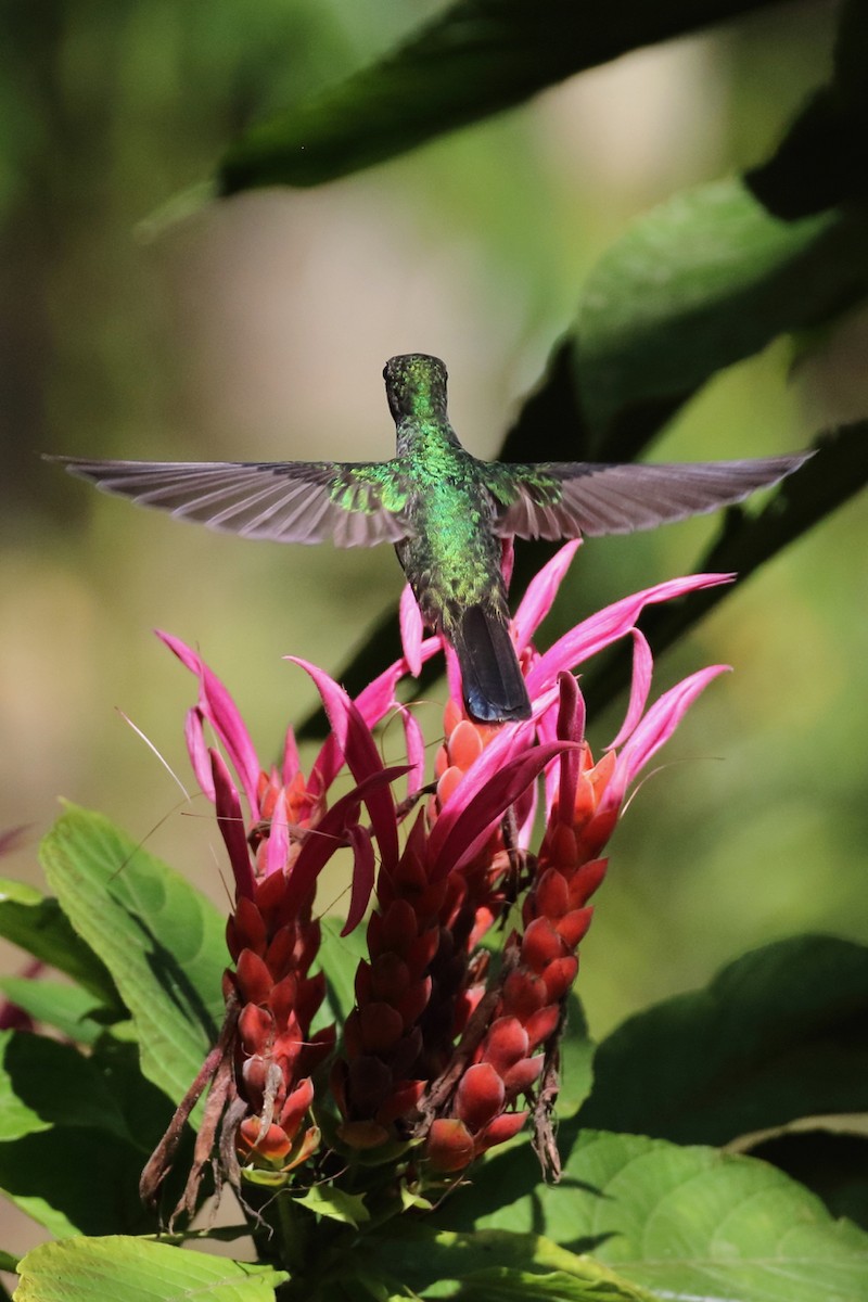 kolibřík skvrnitoprsý - ML84544881
