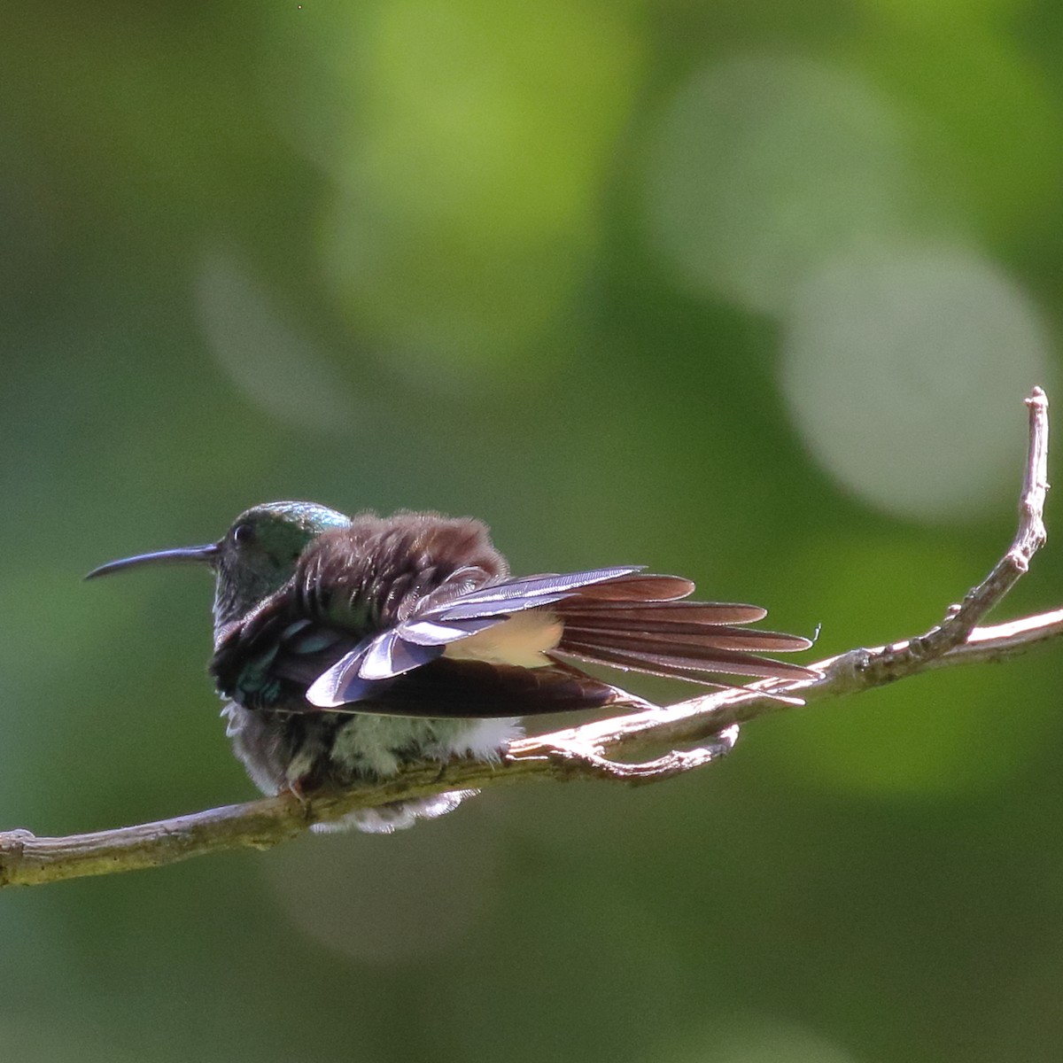 White-vented Plumeleteer - Douglas Faulder