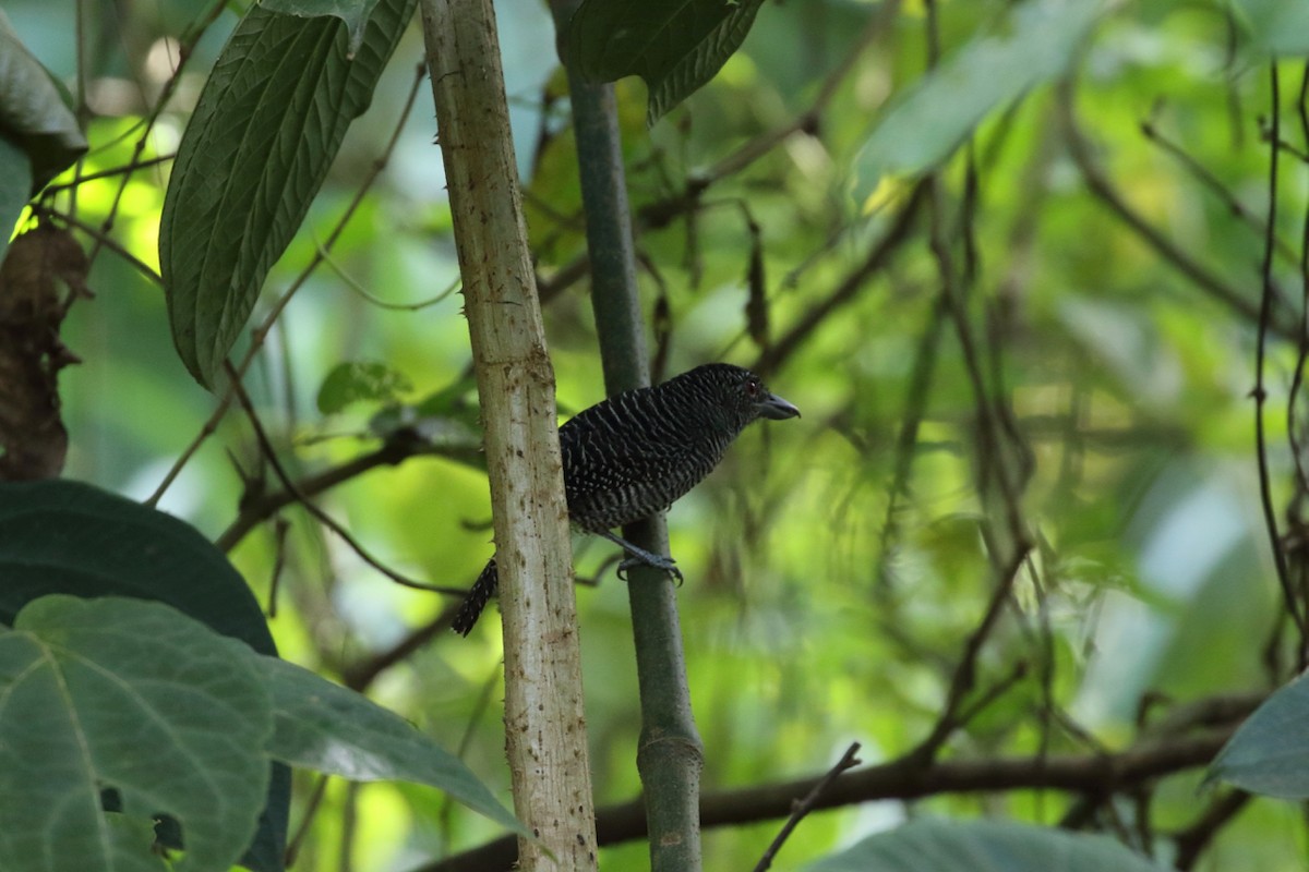 Fasciated Antshrike - ML84545051