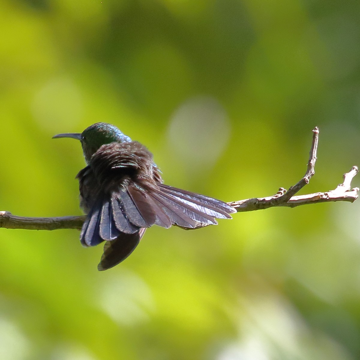 Colibrí de Buffon - ML84545071