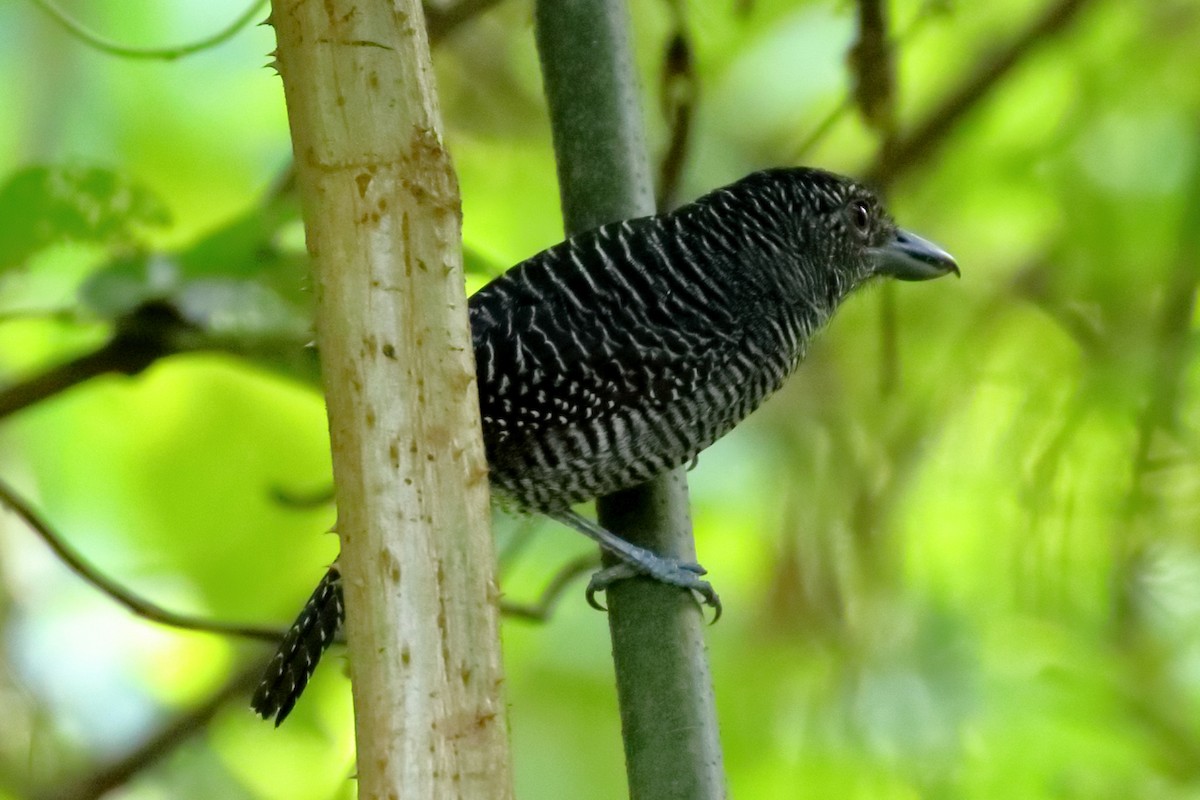 Fasciated Antshrike - ML84545101