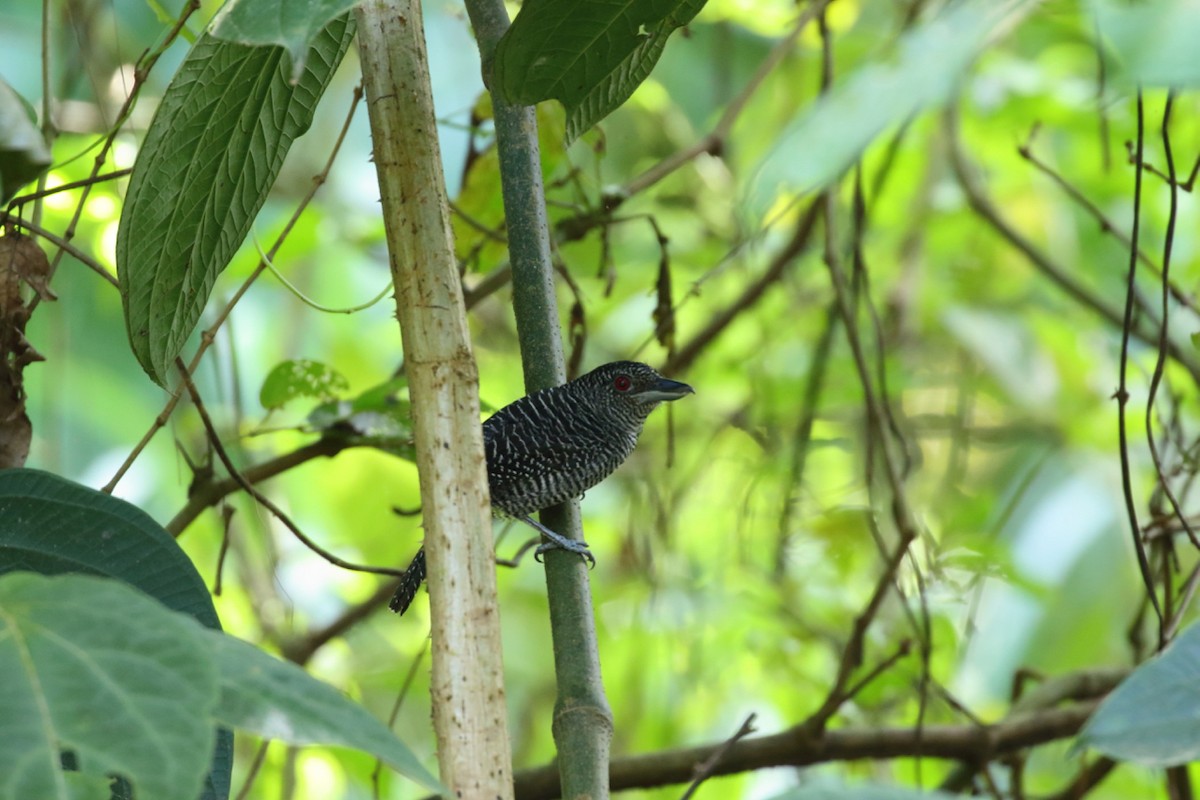 Fasciated Antshrike - Douglas Faulder