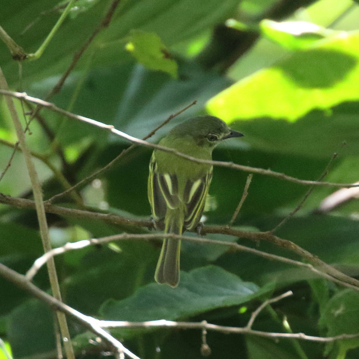 Yellow-olive Flatbill - ML84545431