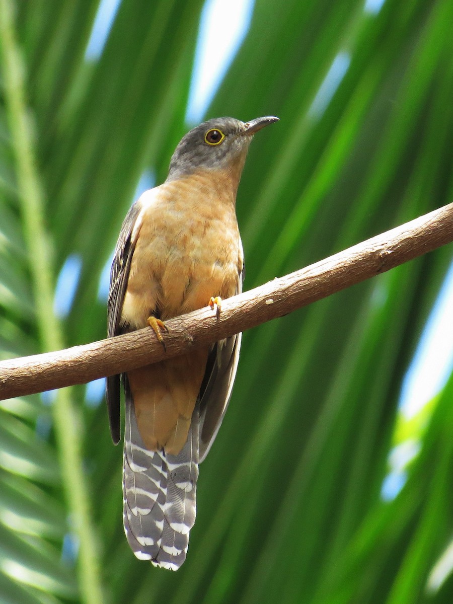 Brush Cuckoo - ML84547231