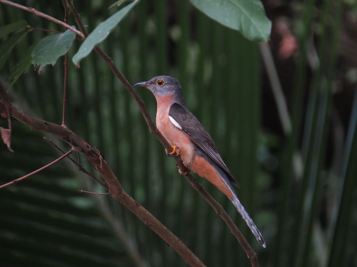 Brush Cuckoo - ML84547261