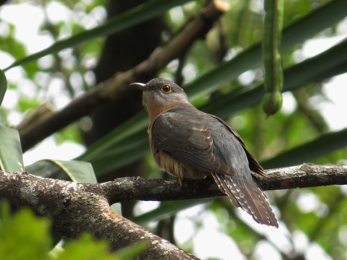 Brush Cuckoo - ML84547291