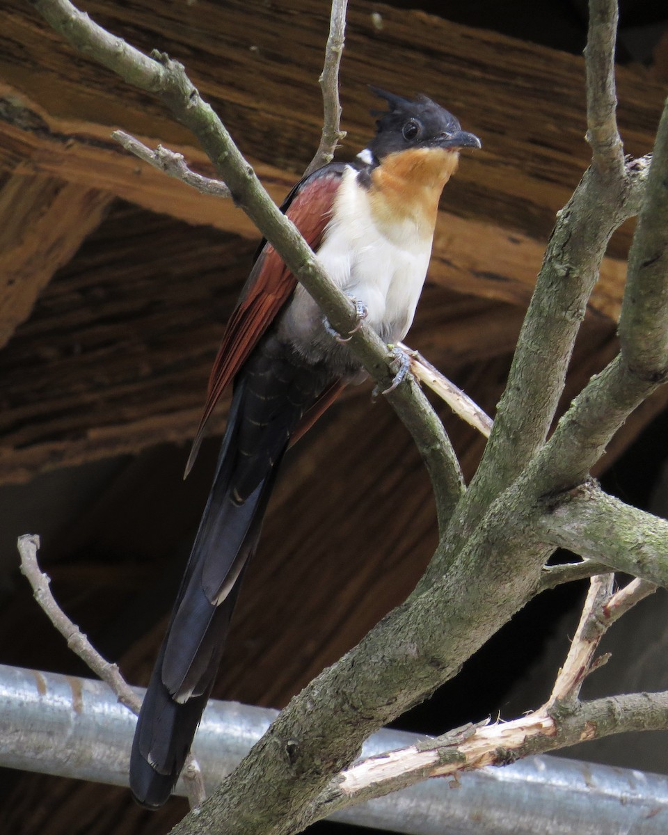 Chestnut-winged Cuckoo - ML84547551