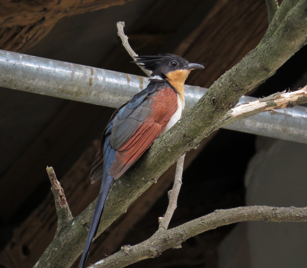 Chestnut-winged Cuckoo - George Inocencio