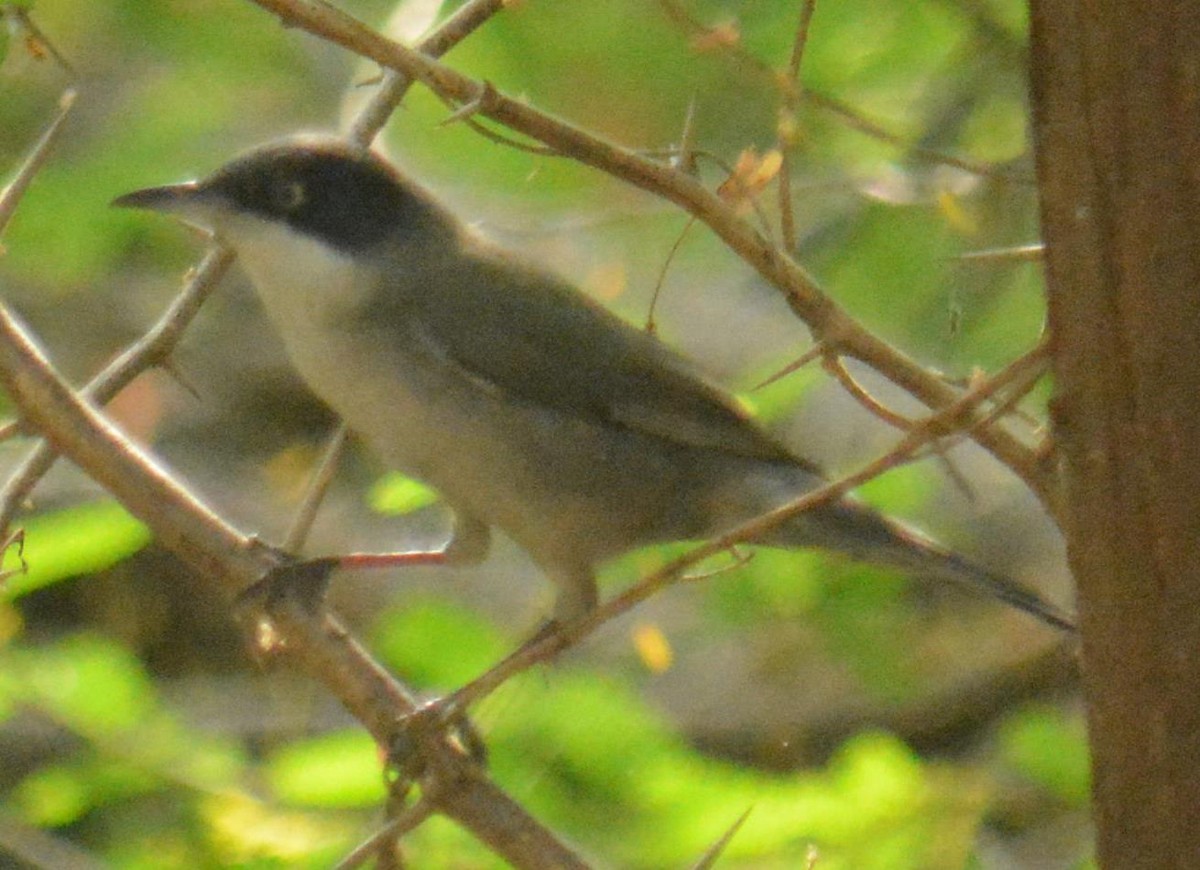 Fauvette orphéane - ML84547811