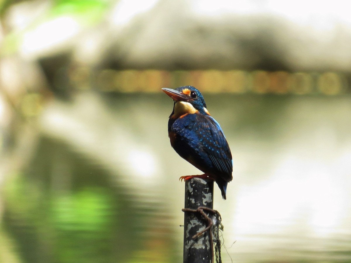 Indigo-banded Kingfisher - ML84547971