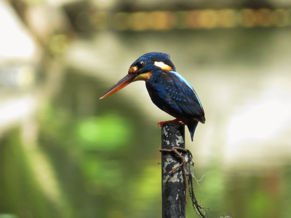 Martin-pêcheur à poitrine bleue - ML84547981