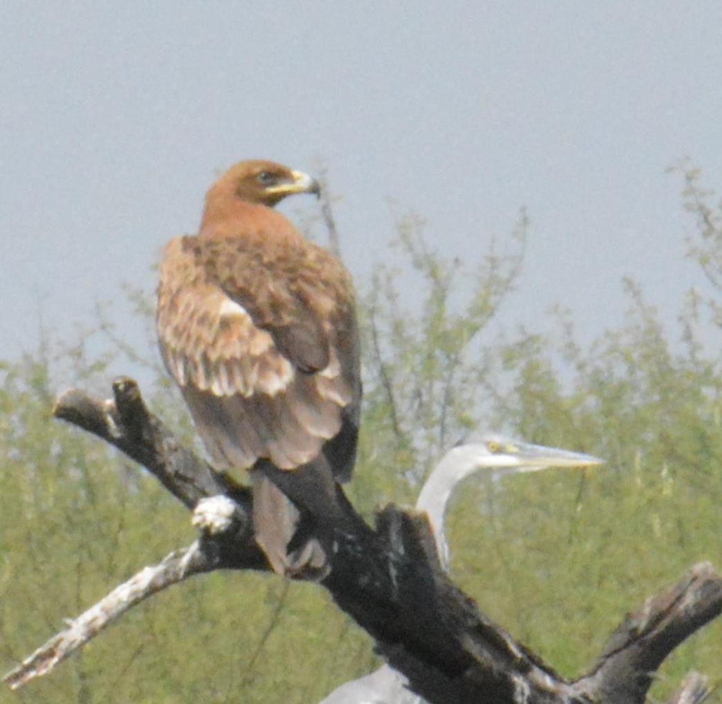 Greater Spotted Eagle - ML84549521