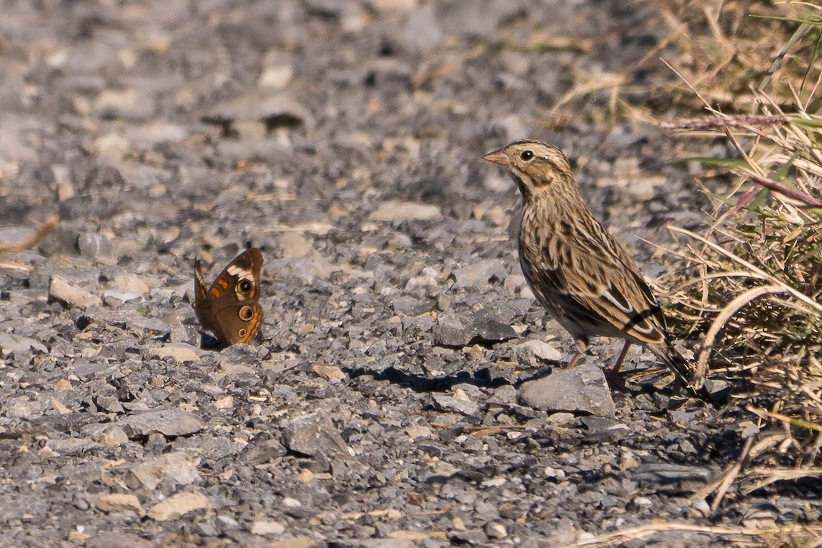 Savannah Sparrow - ML84549541