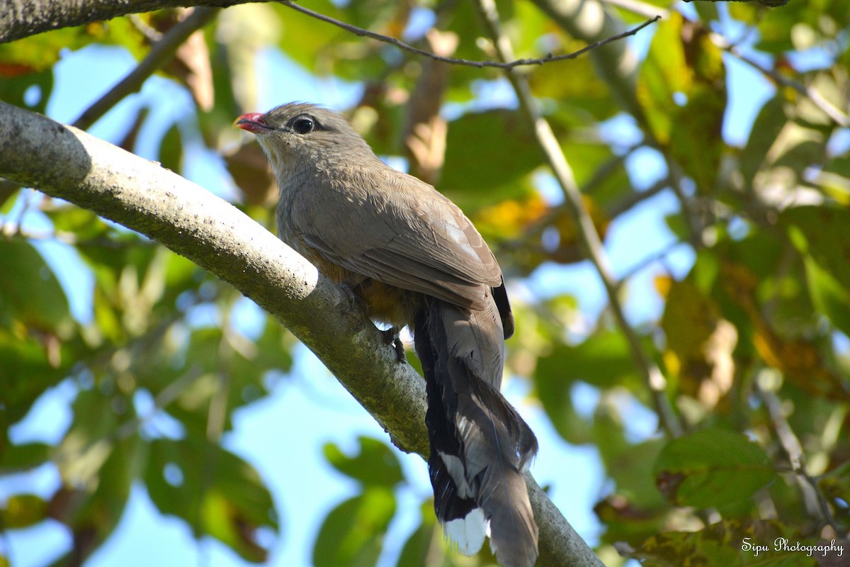 Sirkeer Malkoha - ML84550691