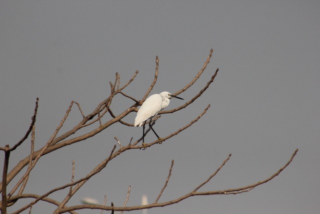 Little Egret - ML84550981