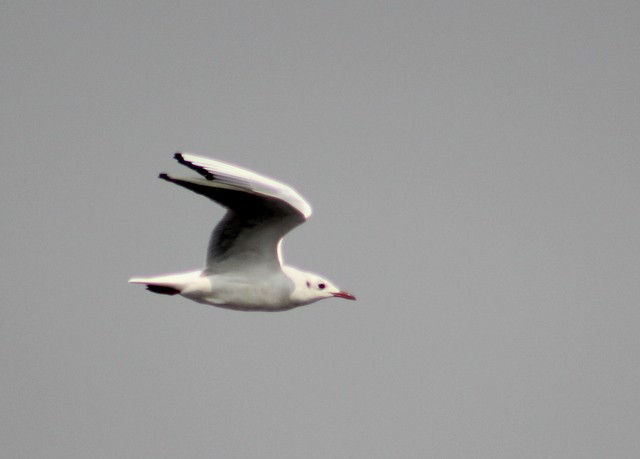 Black-headed Gull - ML84551091