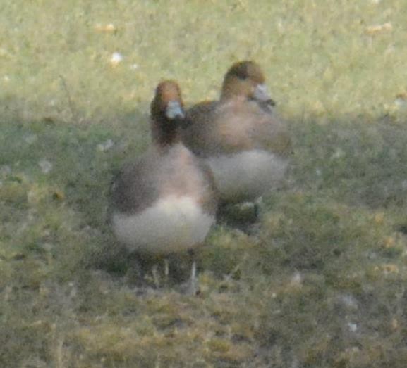 Eurasian Wigeon - Ashish Jha